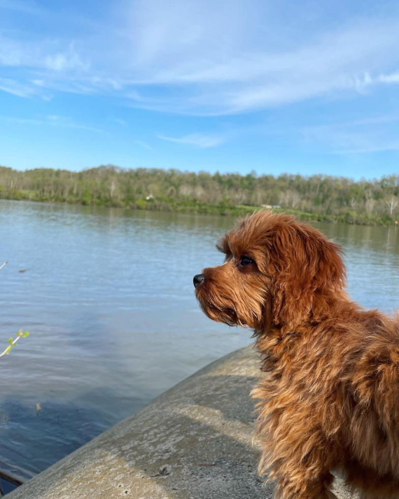 Coolville Cavapoo Pup