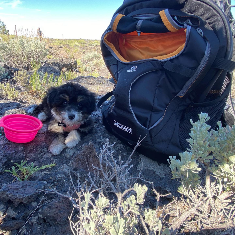 Petite Mini Aussiedoodle Poodle Mix Pup