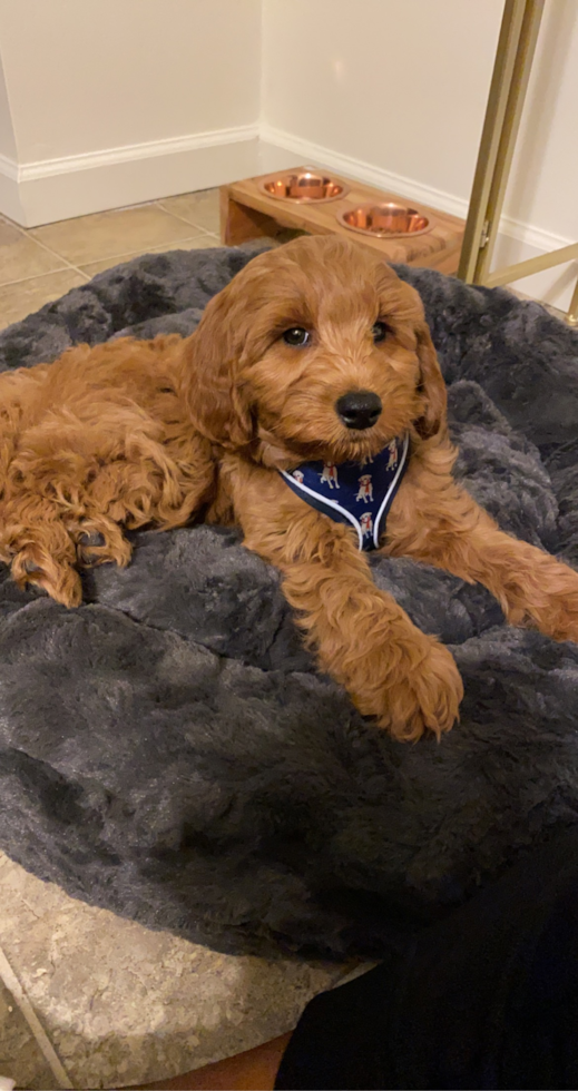 Mini Goldendoodle Being Cute