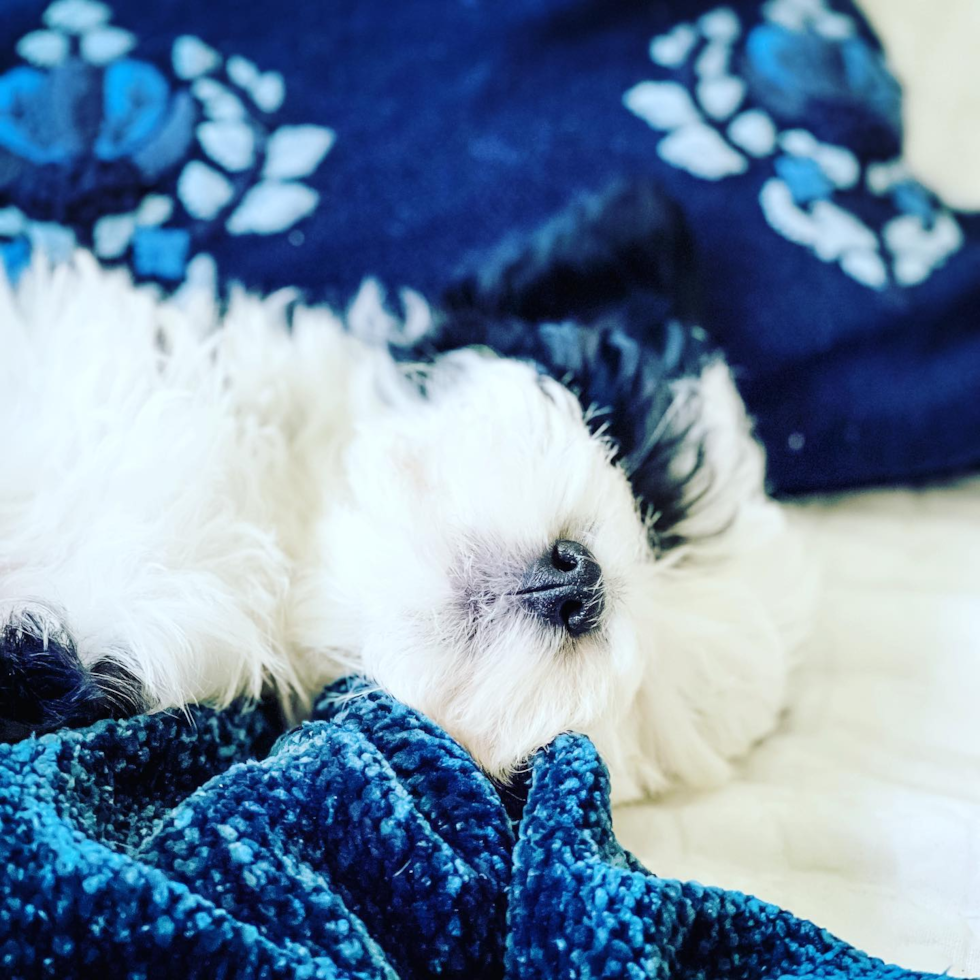 Princeton Mini Sheepadoodle Pup