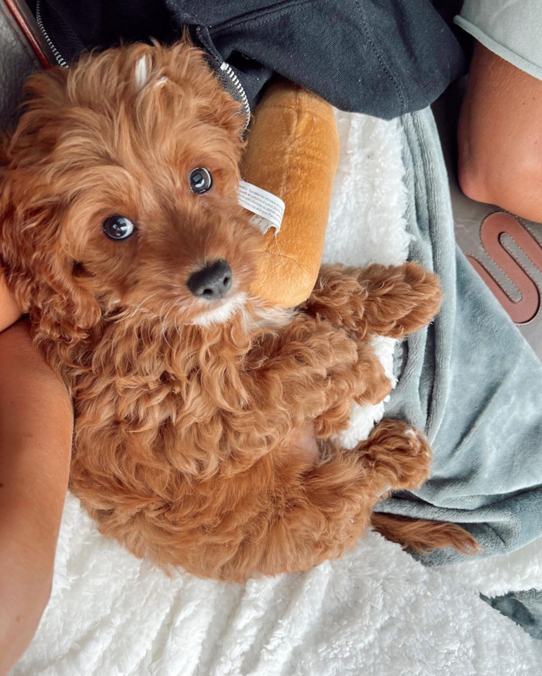 Energetic Cavoodle Poodle Mix Pup