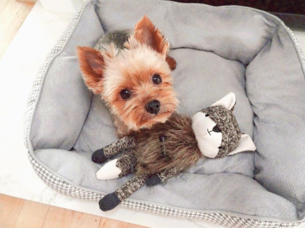 Ann Arbor Yorkshire Terrier Pup