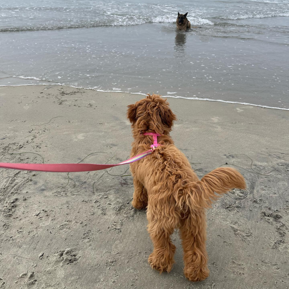 Hypoallergenic Golden Retriever Poodle Mix Pup