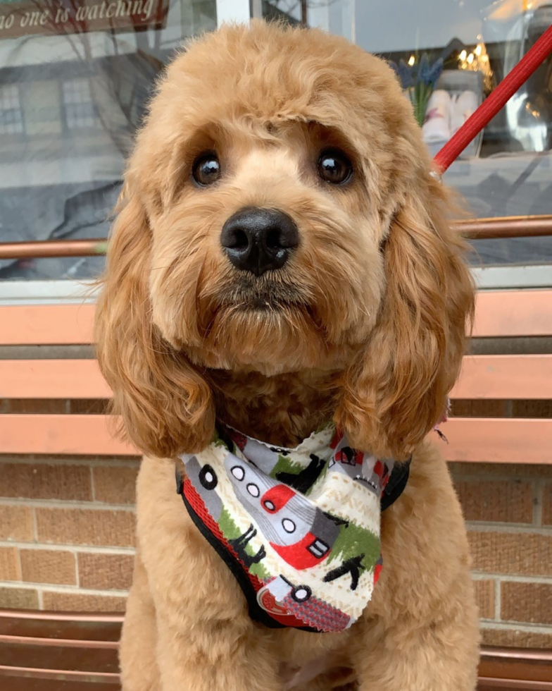 Hypoallergenic Cockerpoo Poodle Mix Pup