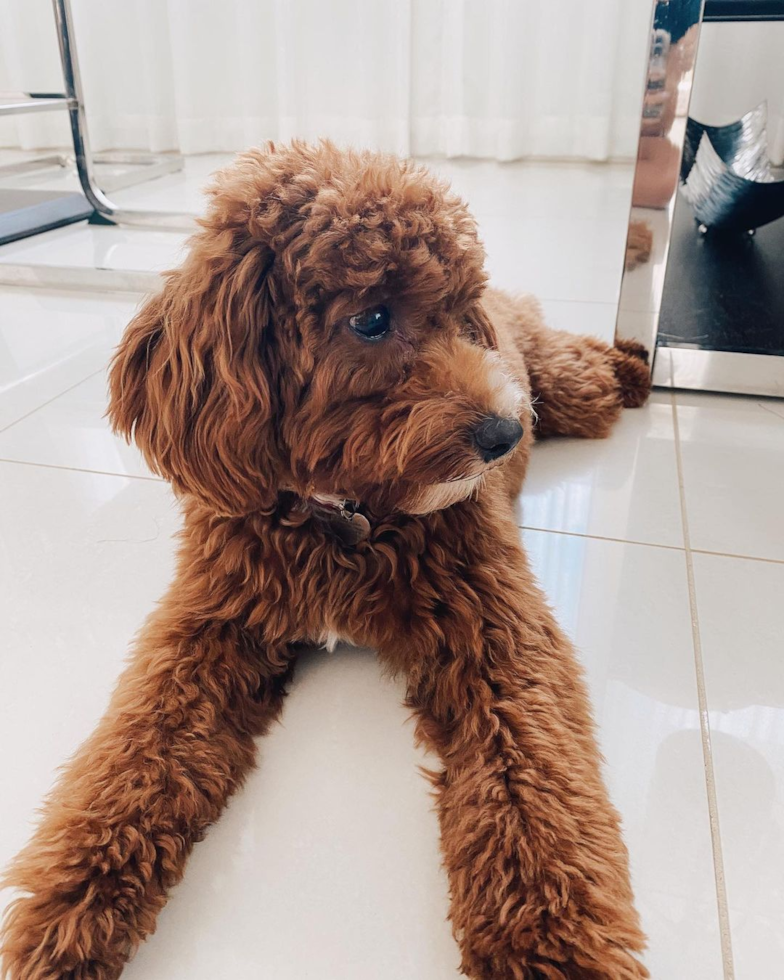 Friendly Cavapoo Pup