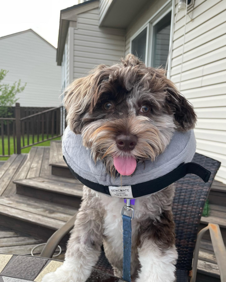 Friendly Havapoo Pup in Ypsilanti MI