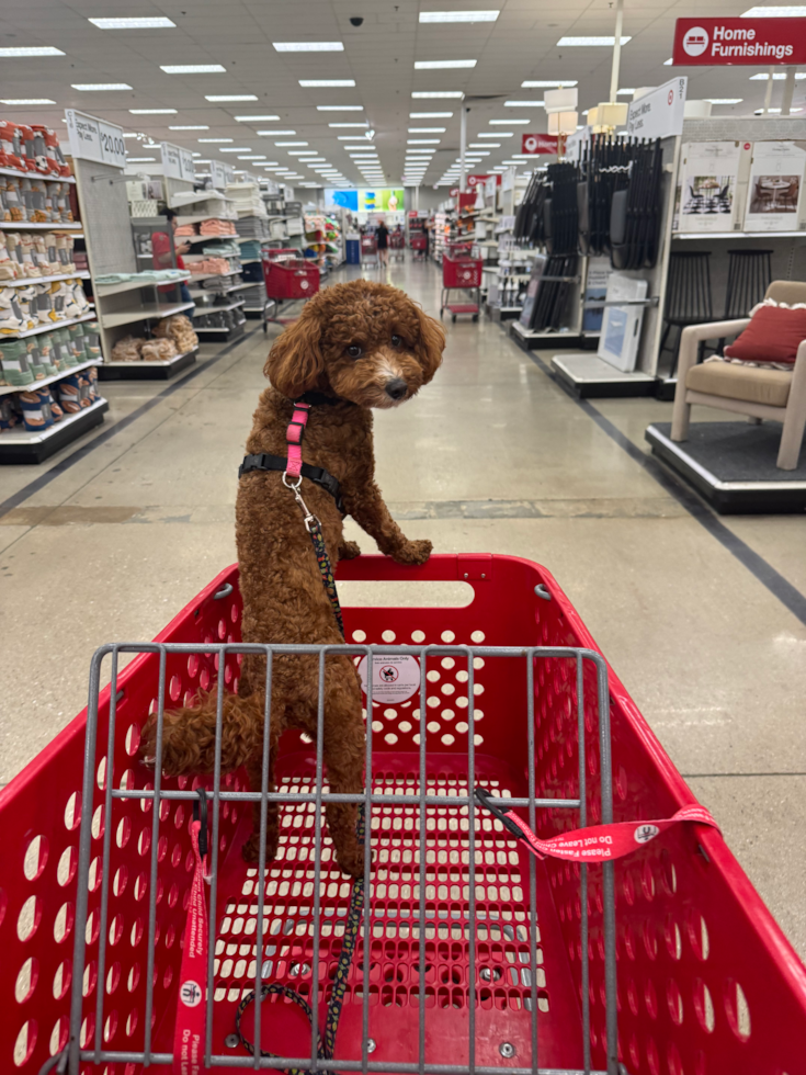 Cute Mini Goldendoodle Pup