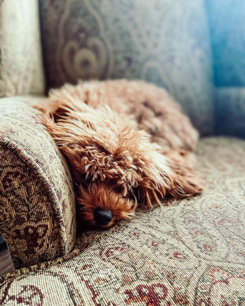 Sweet Cavapoo Pup in San Antonio TX