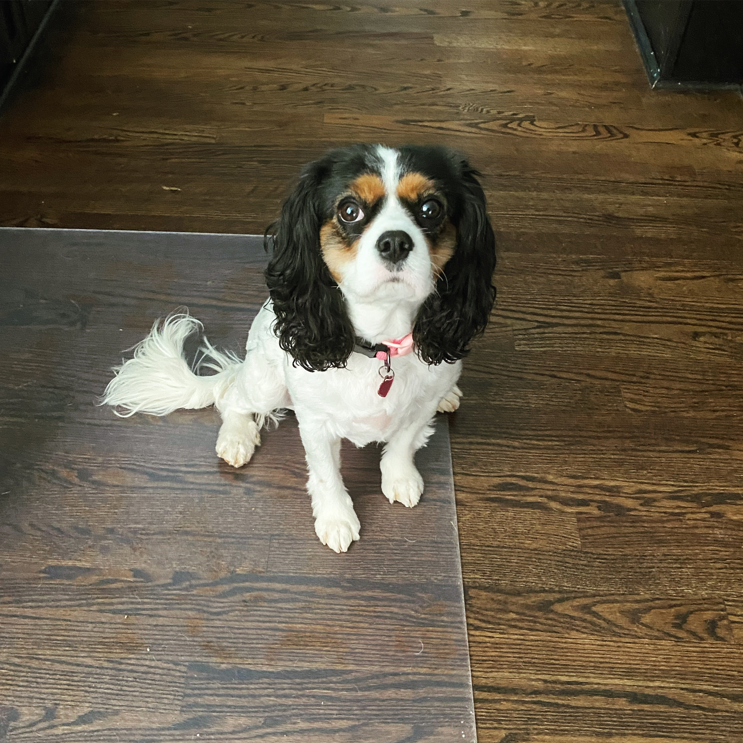 Cavalier King Charles Spaniel Pup Being Cute