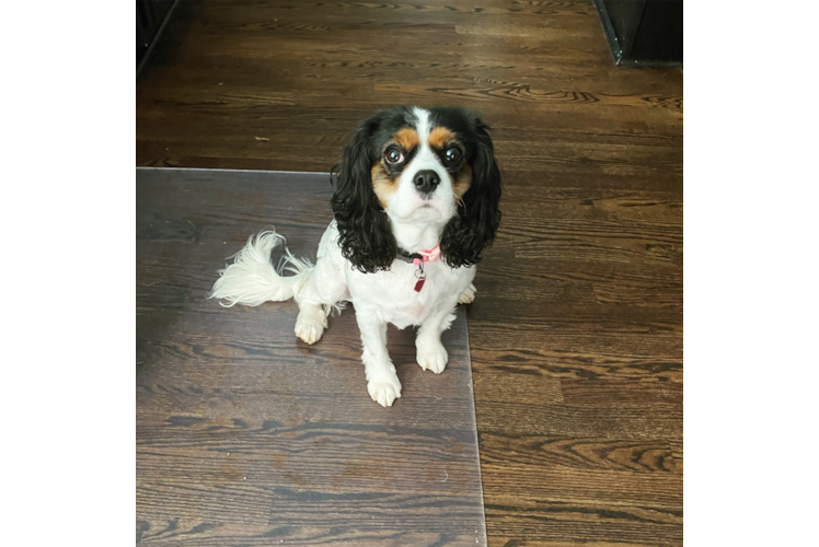 Cavalier King Charles Spaniel Pup Being Cute