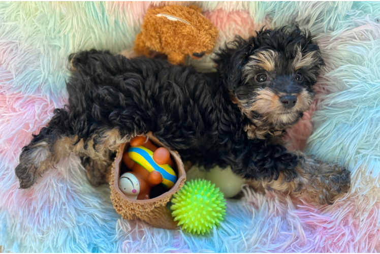 Mini Aussiedoodle Pup Being Cute