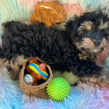 Friendly Mini Aussiedoodle Pup in