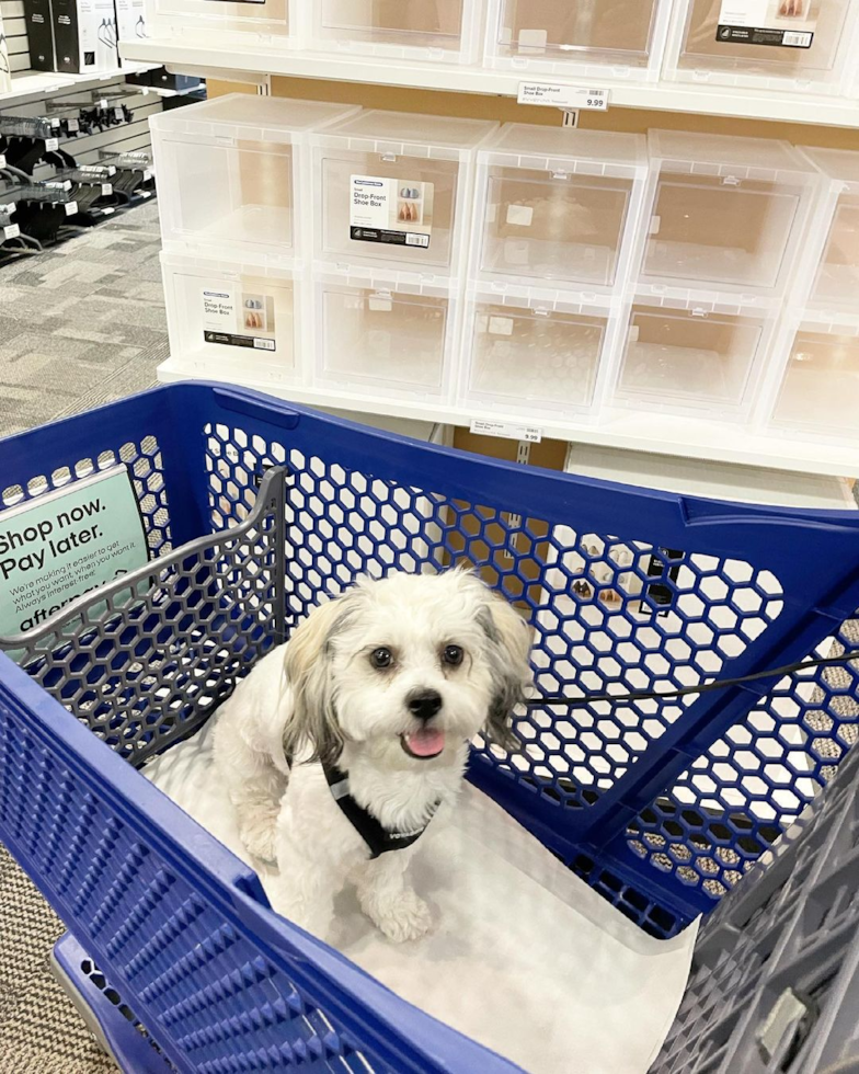 Cute Teddy Bear Pup in Walnut Creek CA