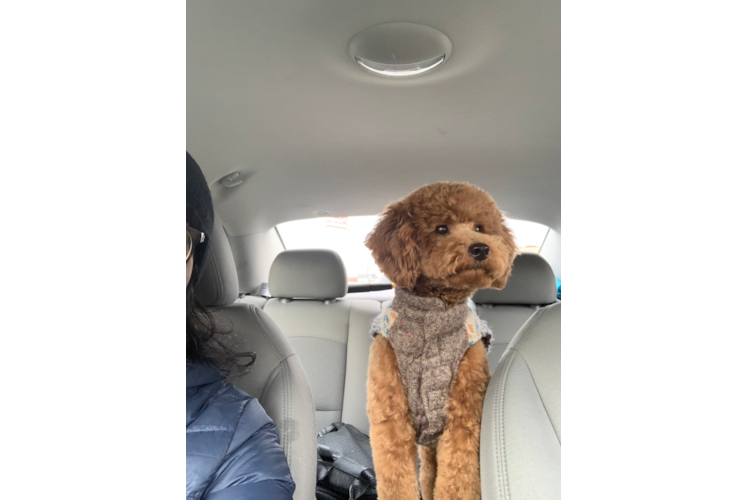 Funny Poodle Purebred Pup