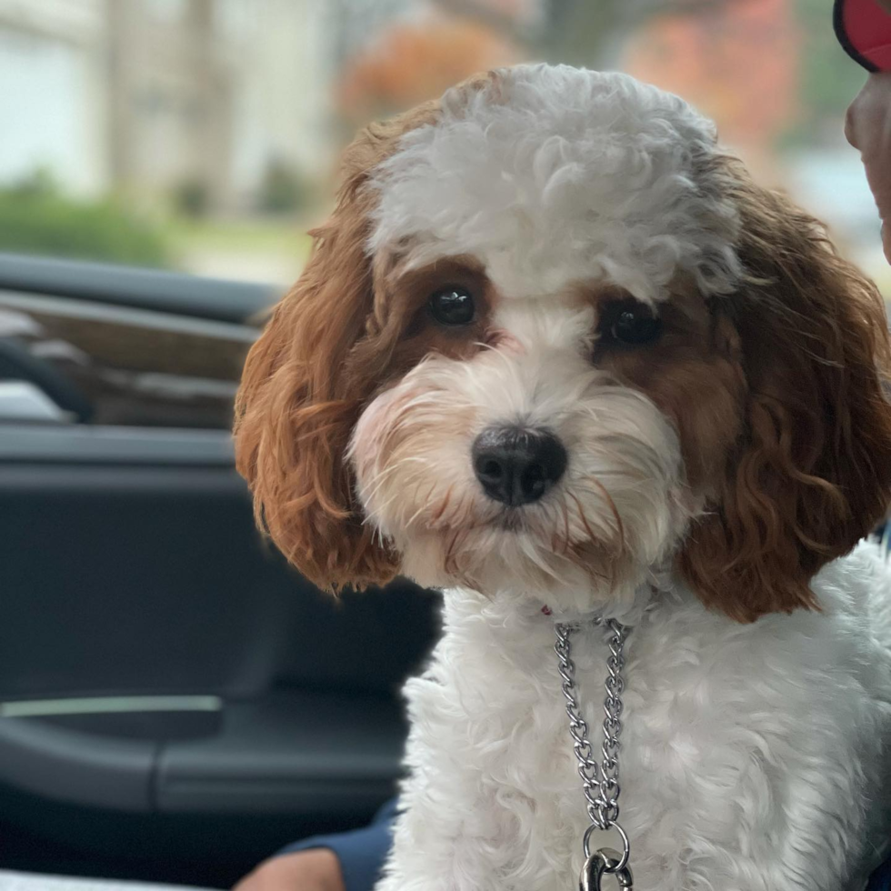 Friendly Cavapoo Pup