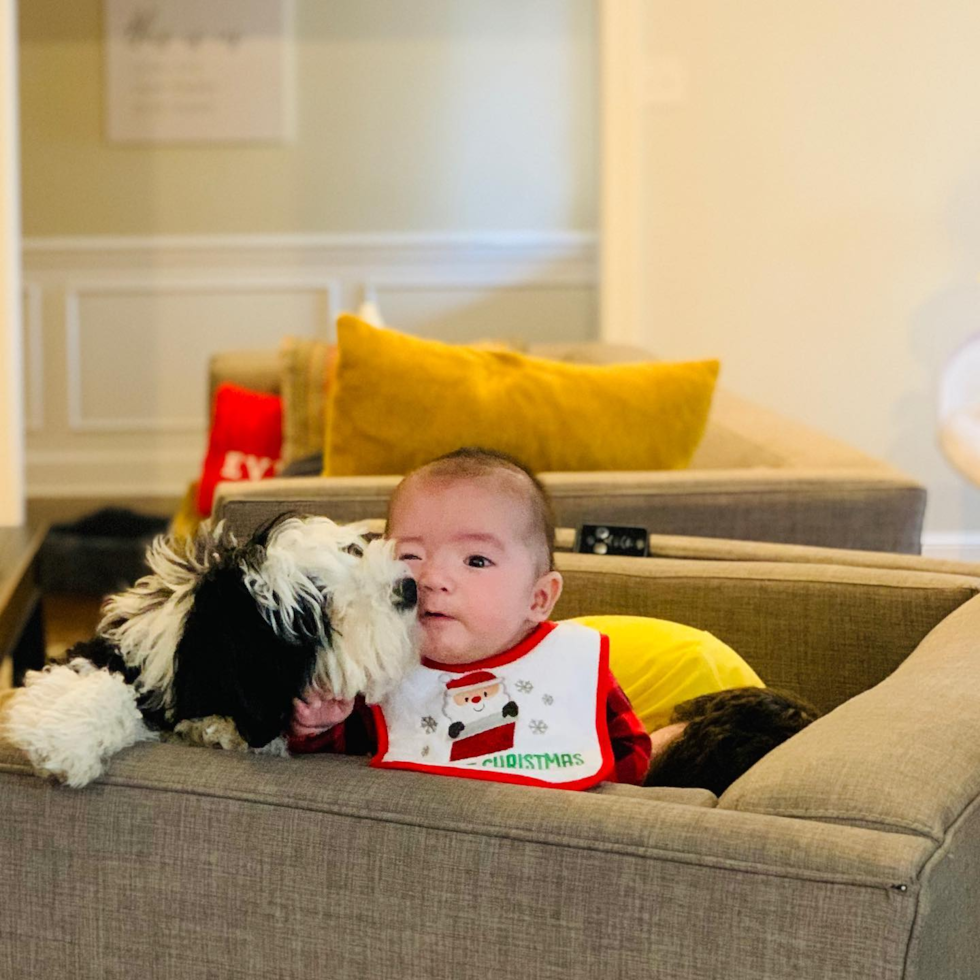 Happy Mini Sheepadoodle Pup in Nashville TN