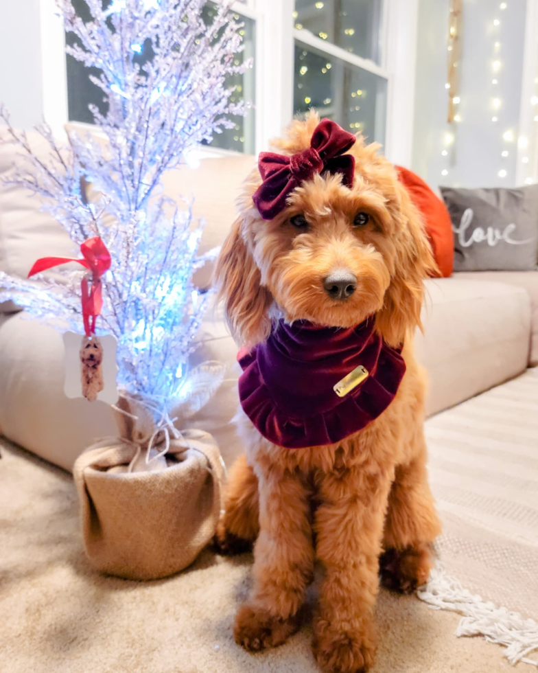 Hopatcong Mini Goldendoodle Pup