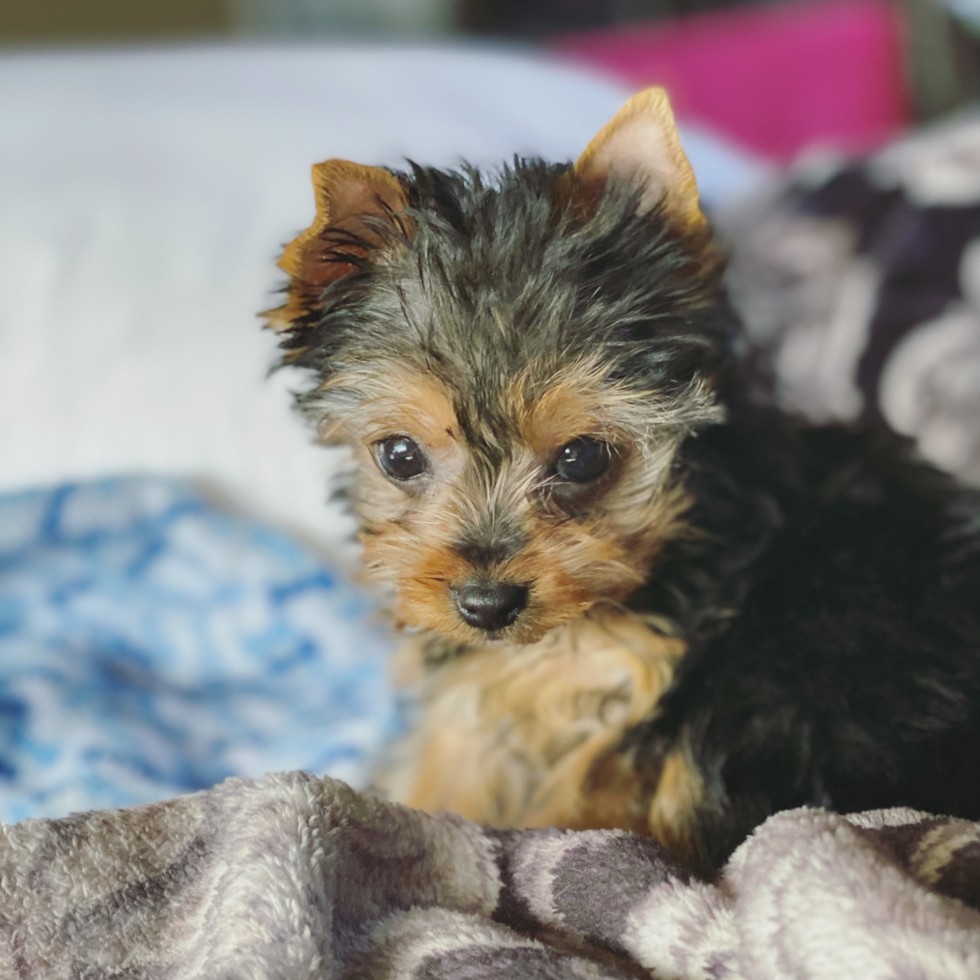 Energetic Yorkie Purebred Pup