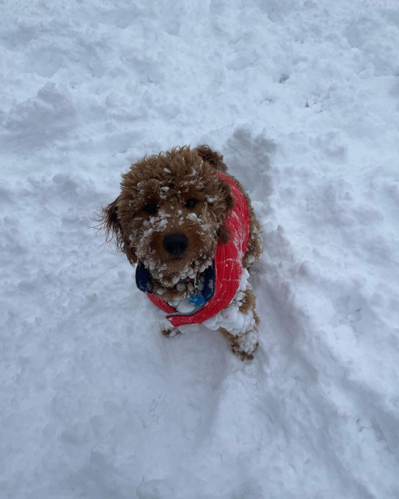 Friendly Mini Goldendoodle Pup in Boston MA