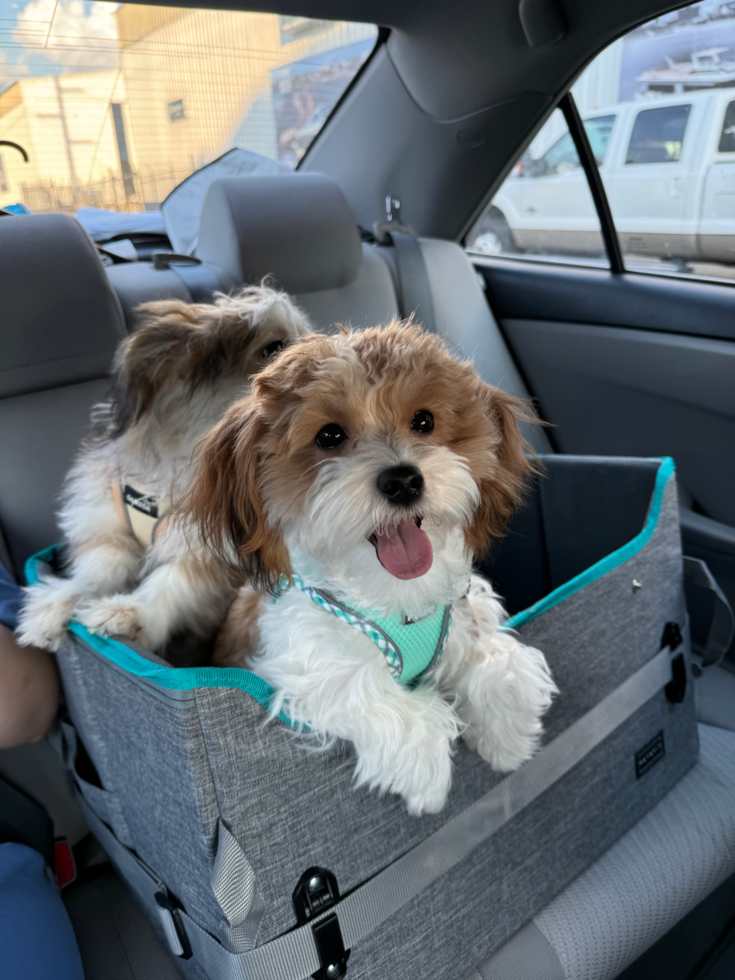Small Maltipoo Pup
