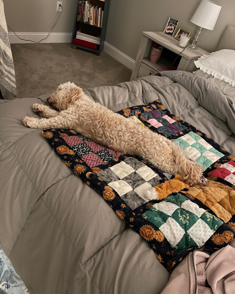 Funny Cavapoo Poodle Mix Pup