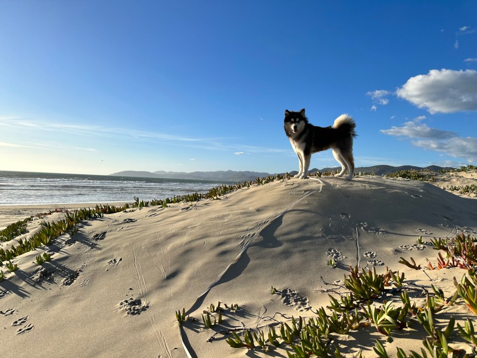 Sweet Pomsky Pup in