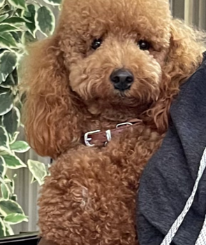 Funny Poodle Purebred Pup