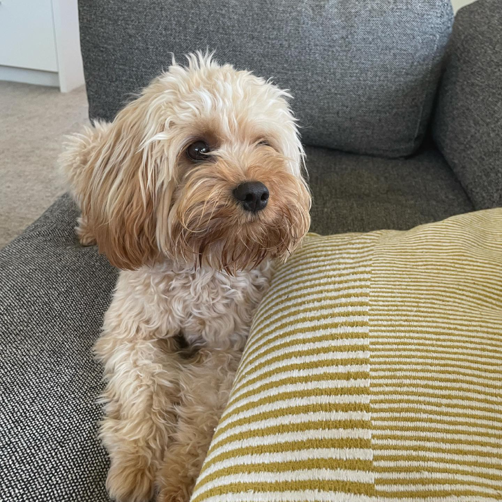 Smart Cavapoo Poodle Mix Pup