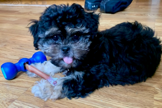 Happy Teddy Bear Pup