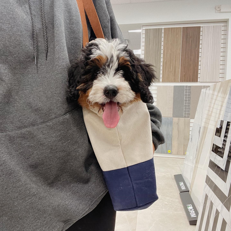 Jerseycity Mini Bernedoodle Pup