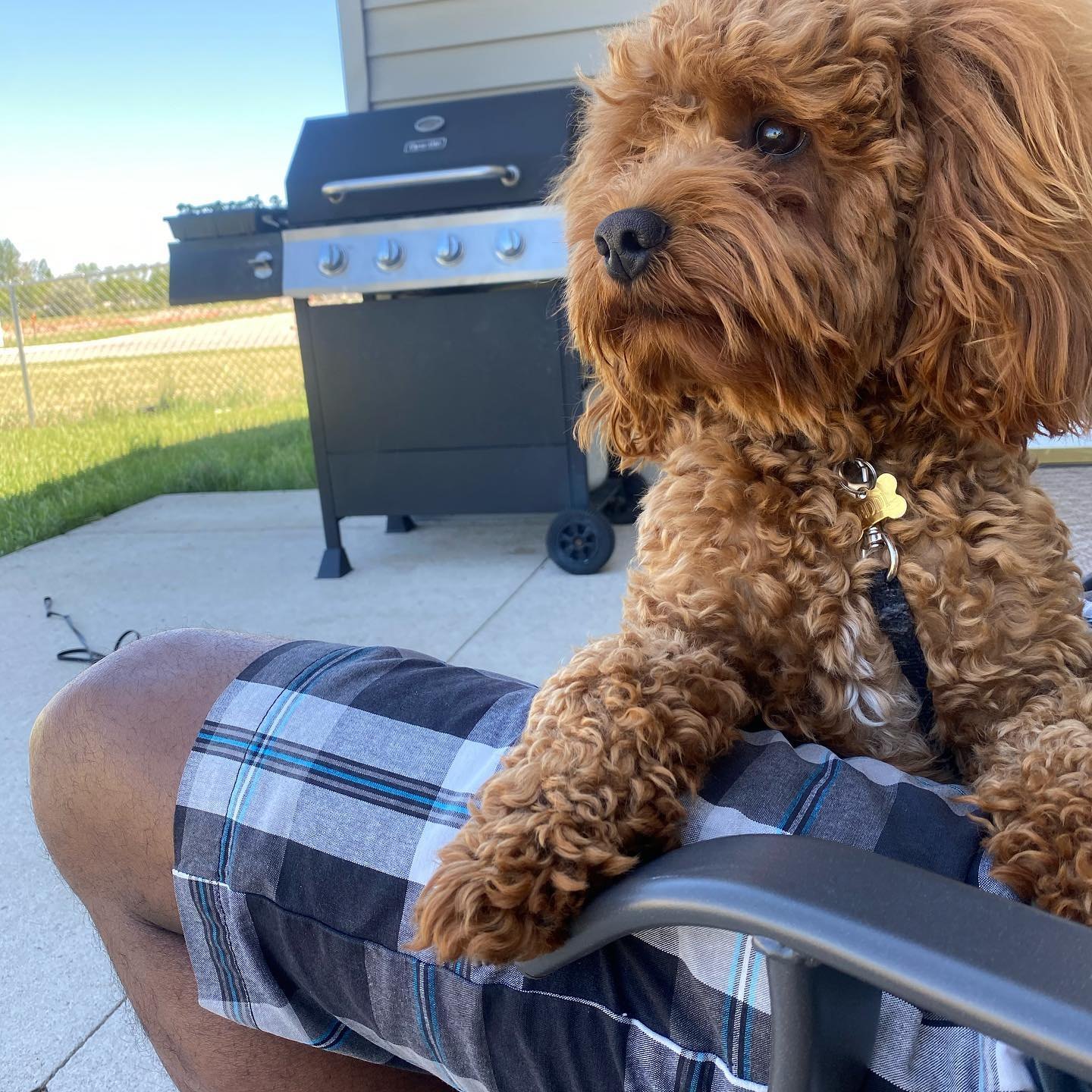 Adorable Cockerpoo Poodle Mix Puppy