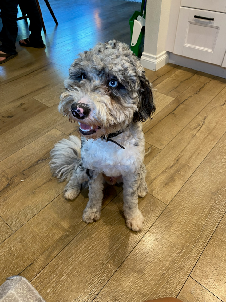 Happy Mini Sheepadoodle Pup