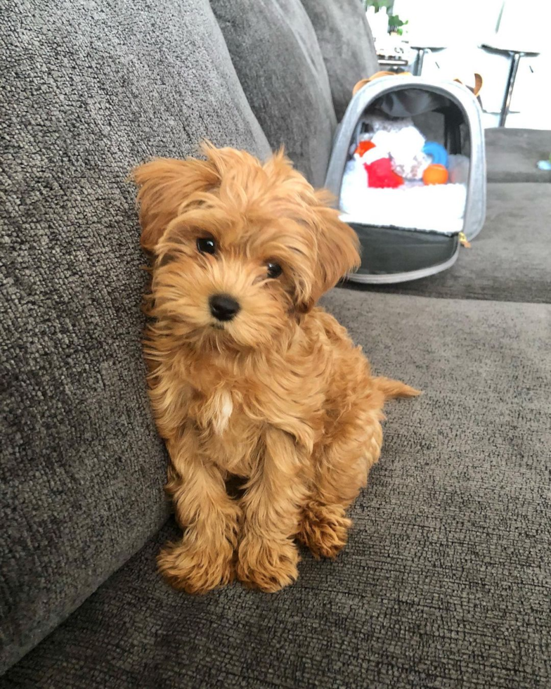 Funny Cavapoo Poodle Mix Pup