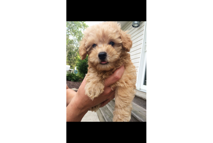 Maltipoo Pup Being Cute