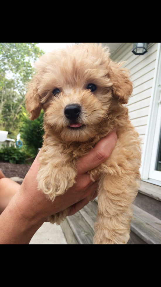 Adorable Maltepoo Poodle Mix Pup