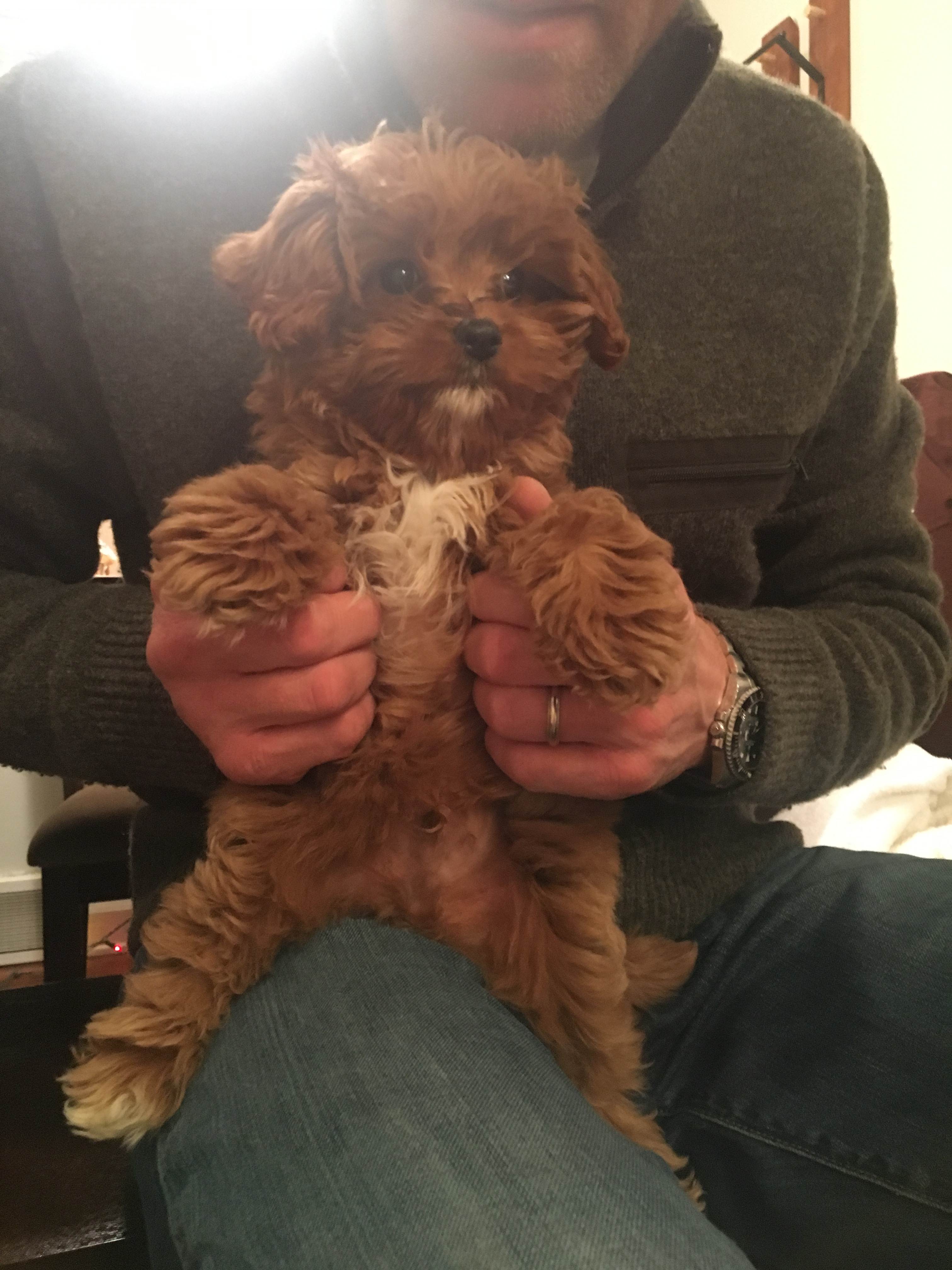 Cavapoo Pup Being Cute
