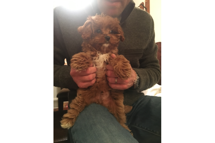 Cavapoo Pup Being Cute