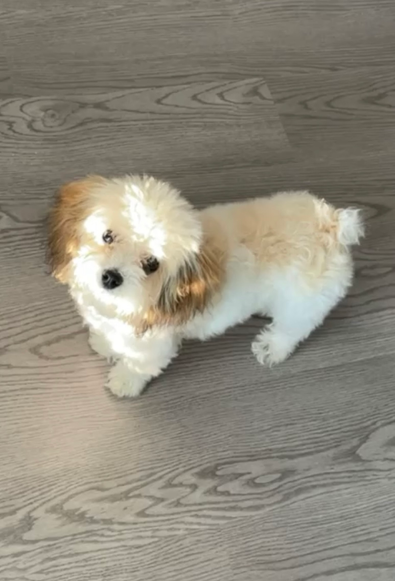 Happy Poochon Baby