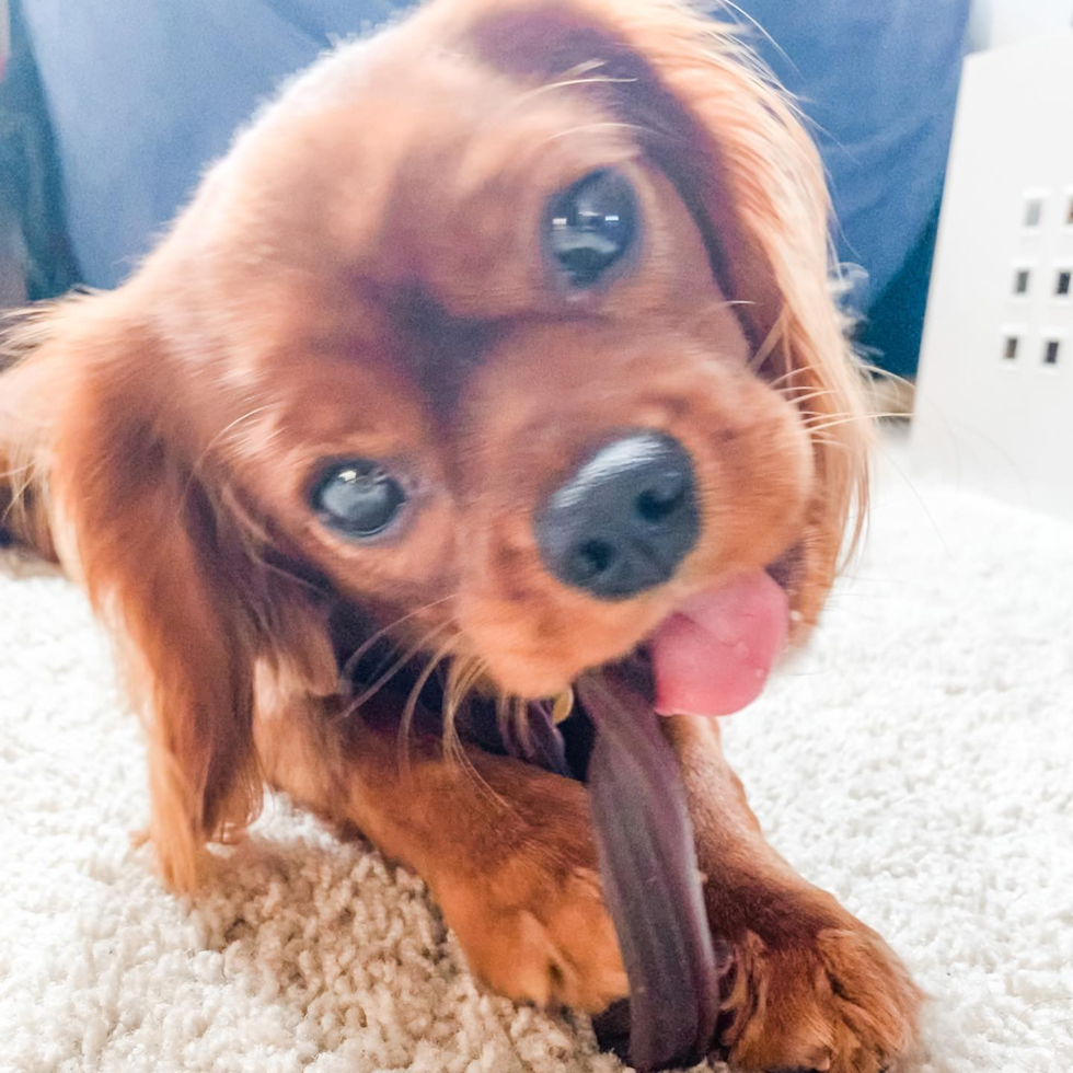 Energetic Cavalier King Charles Spaniel Purebred Pup