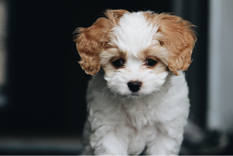 Best Cavachon Baby