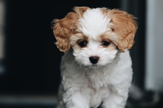 Adorable Cavalier Designer Pup