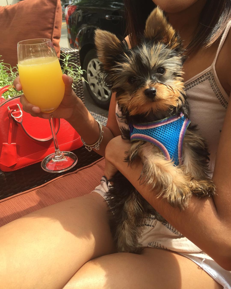 Playful Yorkshire Terrier Pup