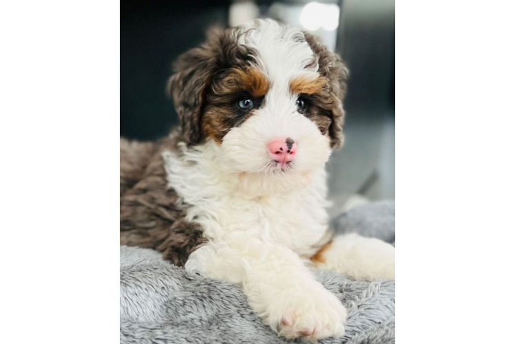 Best Mini Bernedoodle Baby