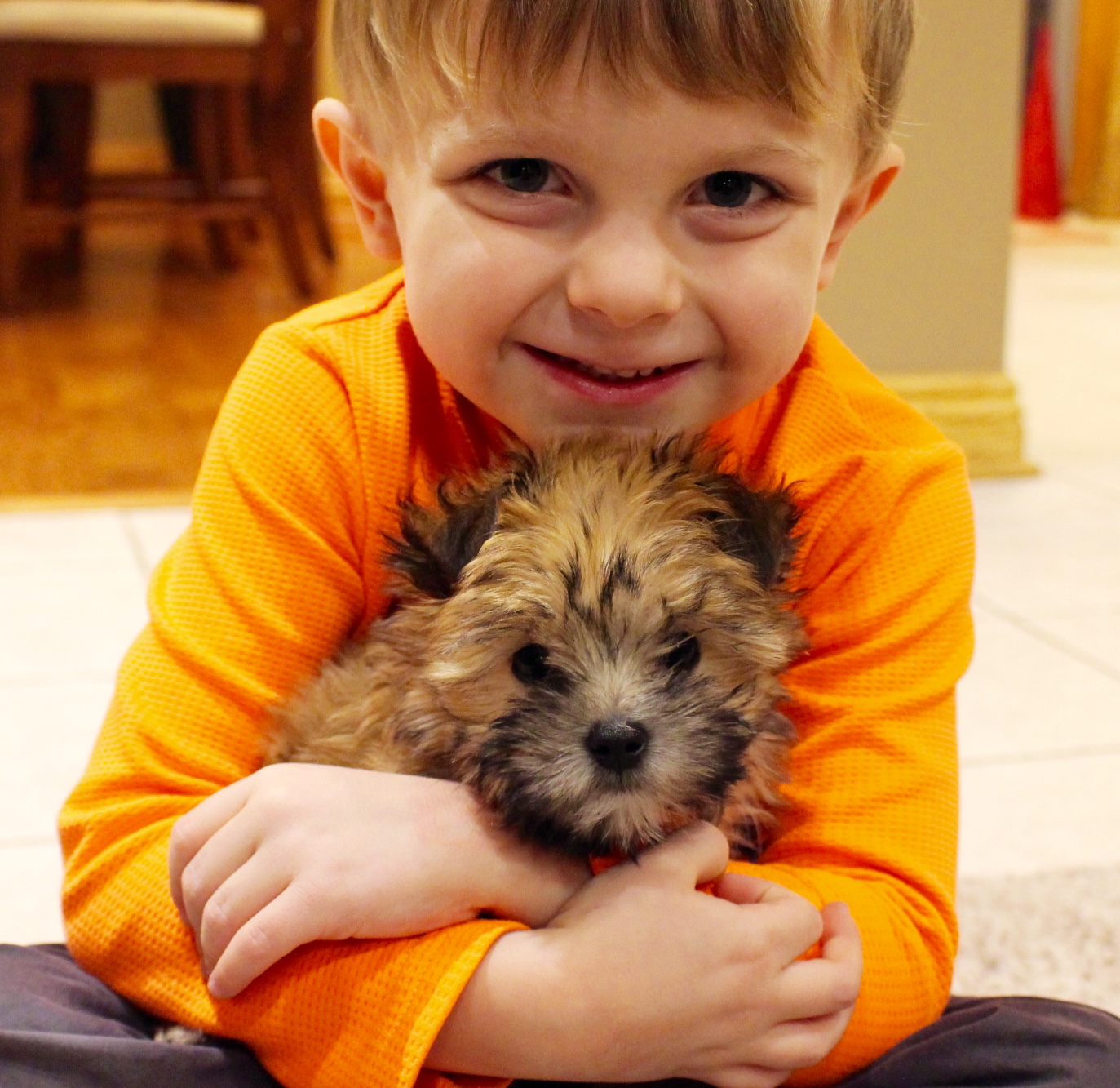 Morkie Pup Being Cute