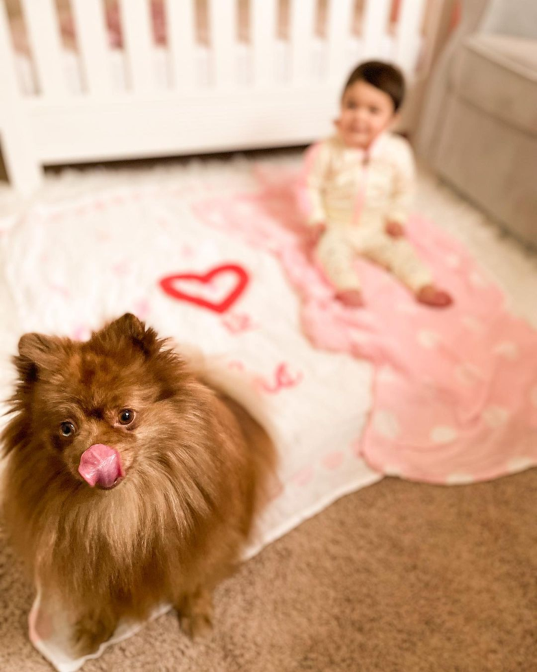 Iowa County Pomeranian Pup