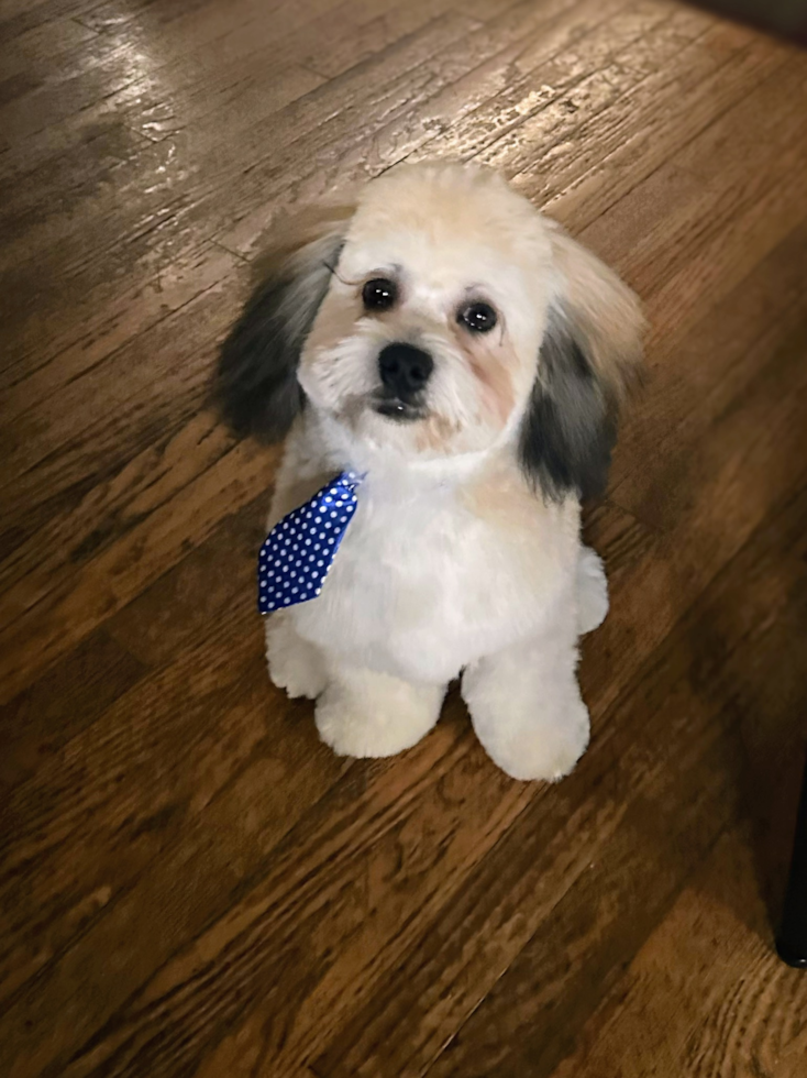 Playful Shichon Designer Pup
