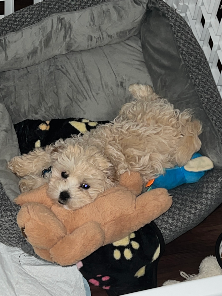 Maltipoo Being Cute