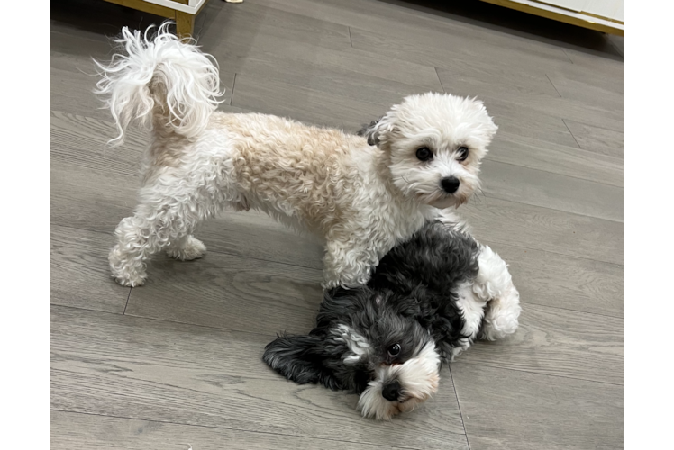 Smart Havanese Purebred Puppy