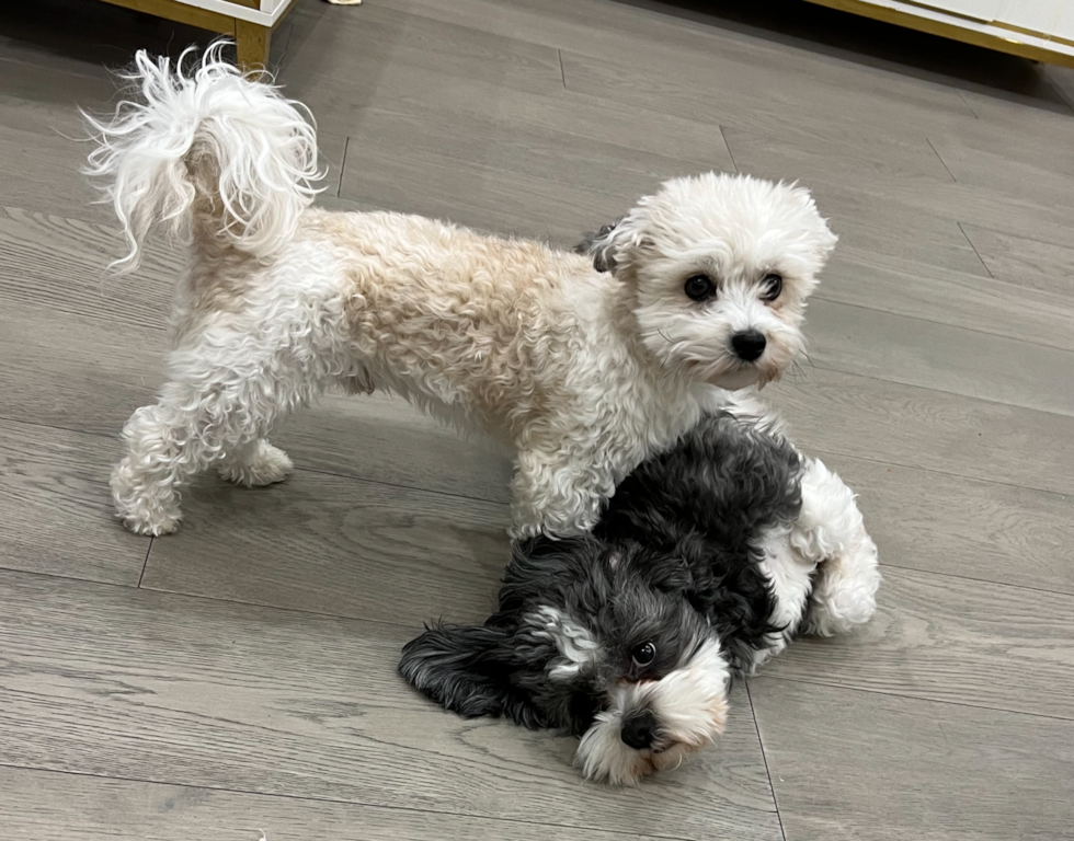 Havanese Being Cute