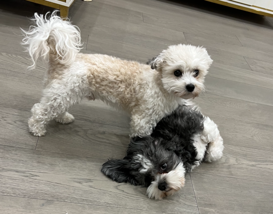 Havanese Being Cute